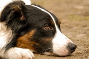 bored-border-collie