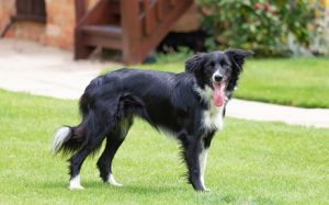 can border collies live outside