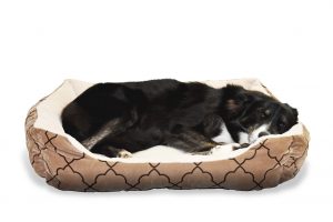 border-collie-resting