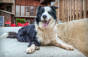 border-collie-laying-down