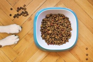 border-collie-paws-and-food