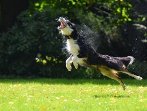 border-collie-jumping