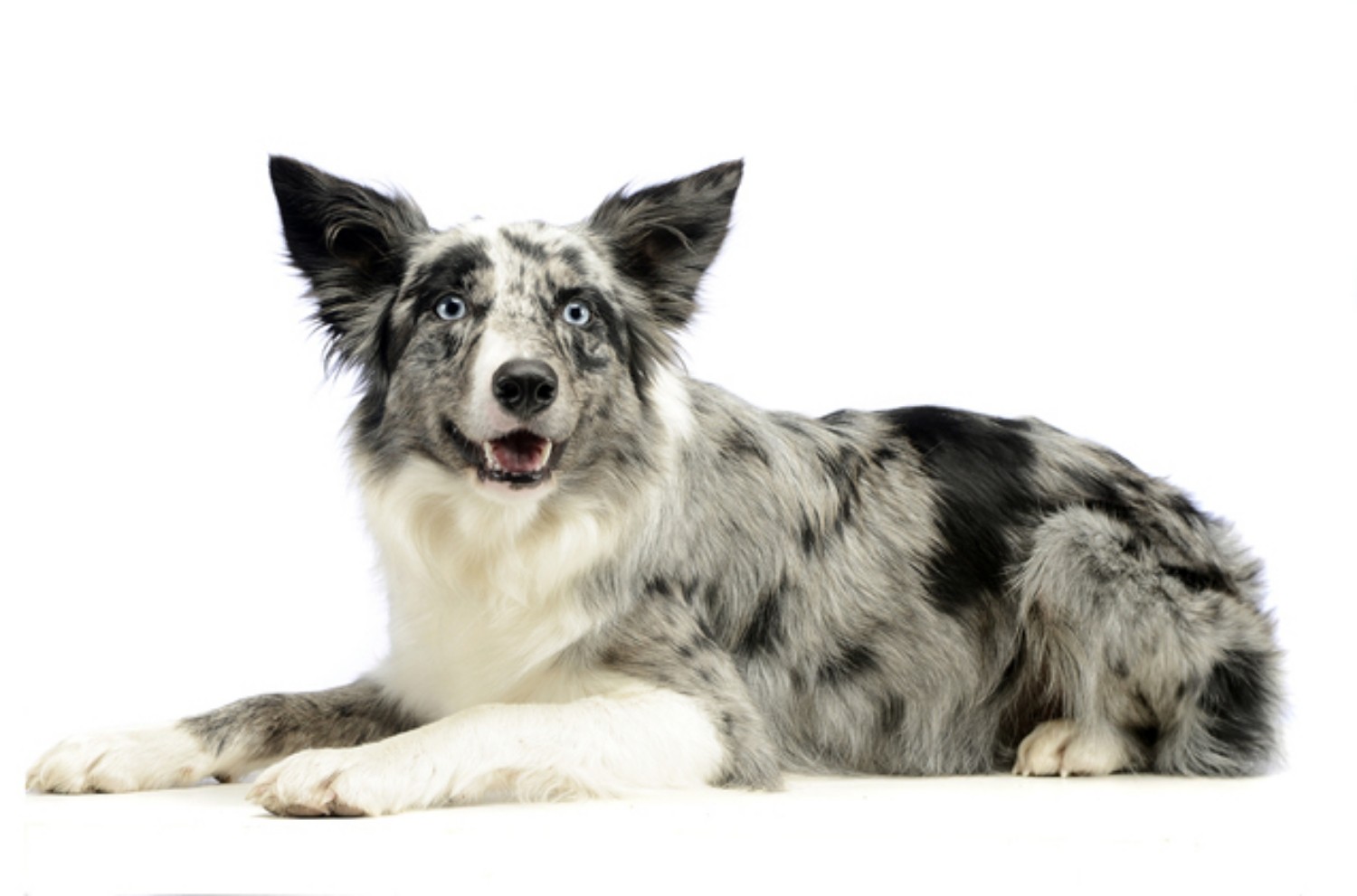 Do Border Collies and German Shepherds Get Along