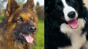 border-collie-and-german-shepherd-2