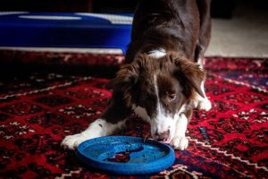 border collie eating problems