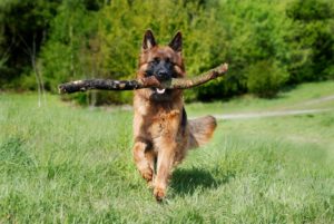 german-shepherd-fetching