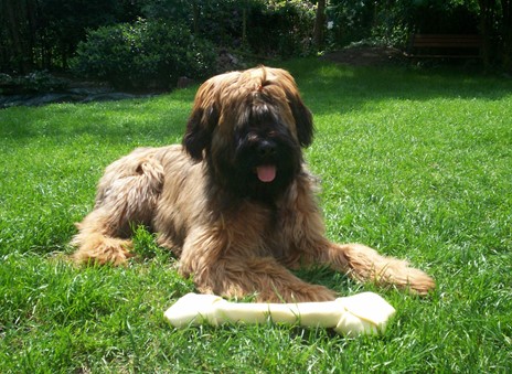 what does a briard look like