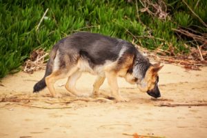 are german shepherds used for tracking