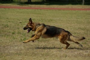 are german shepherds used for tracking