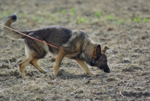 are german shepherds used for tracking