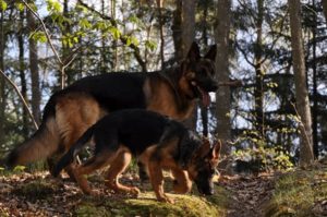 older-and-younger-german-shepherd