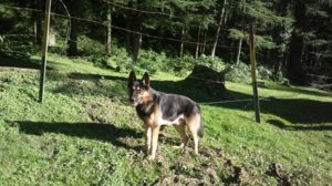 german-shepherd-in-the-woods