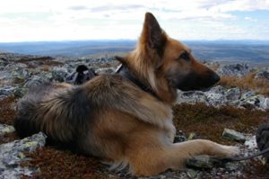 german-shepherd-laying-in-the-wild