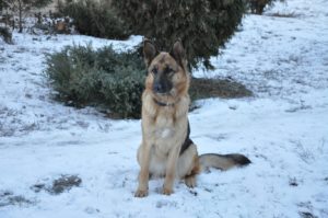 german-shepherd-in-the-snow