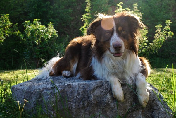 what is the best food for border collies